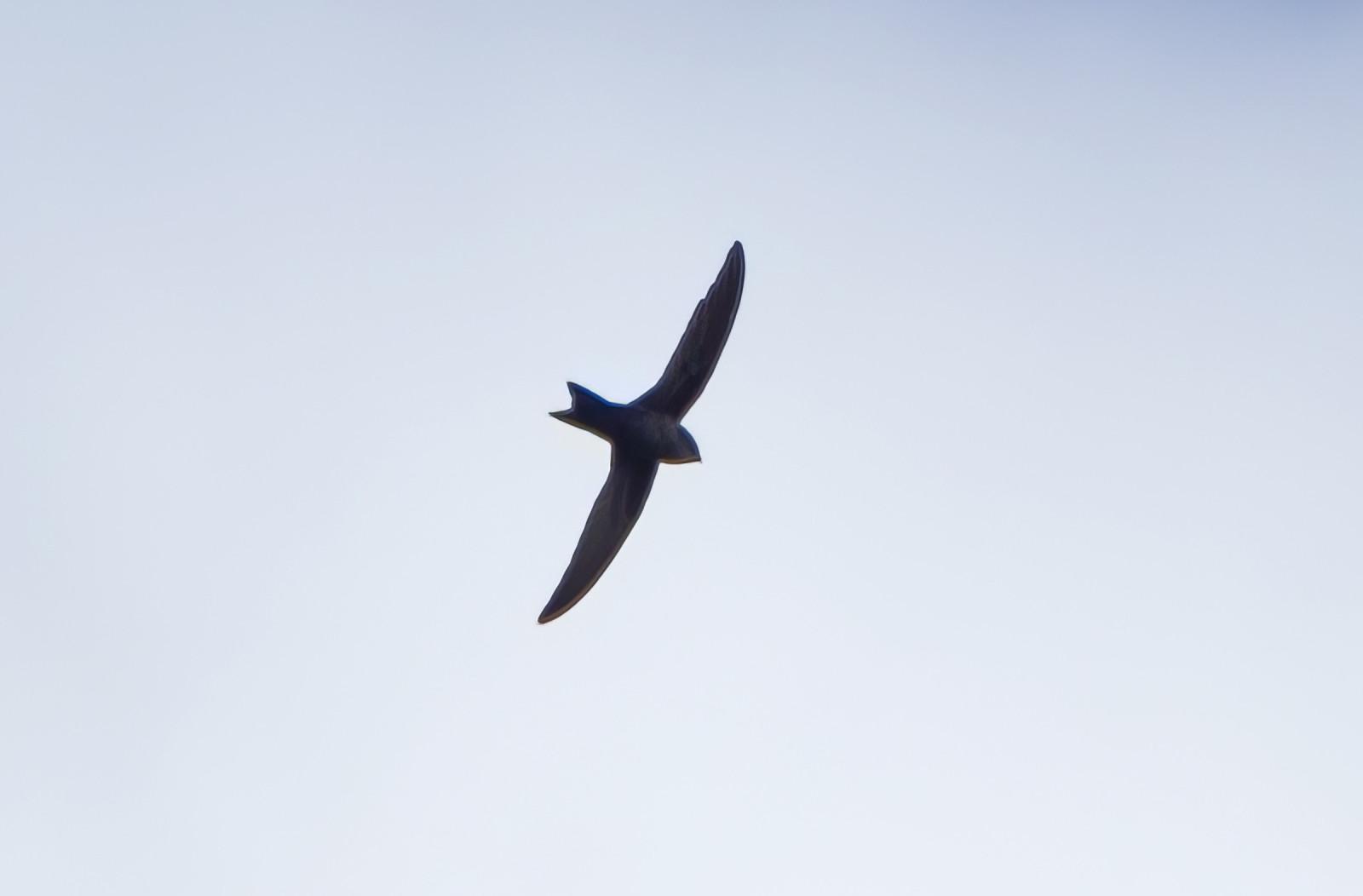 image Edible-nest Swiftlet